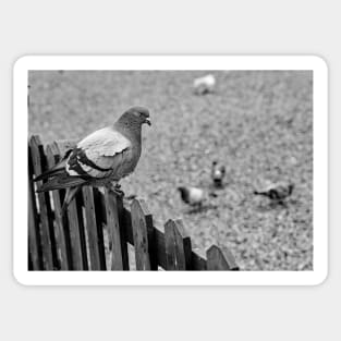 Pigeon on the fence Sticker